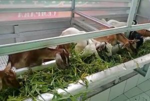 Syarat Kambing Aqiqah