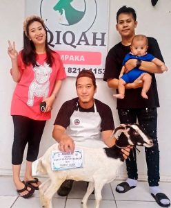 Kambing Aqiqah