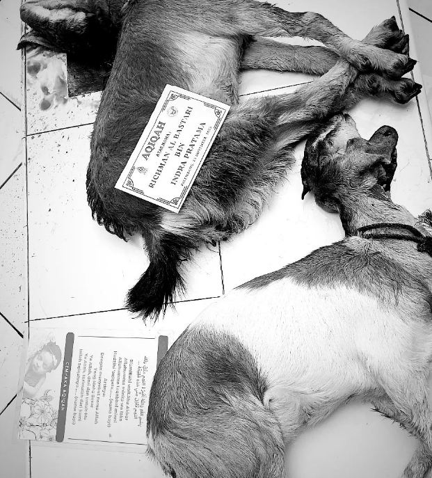 Kambing Aqiqah