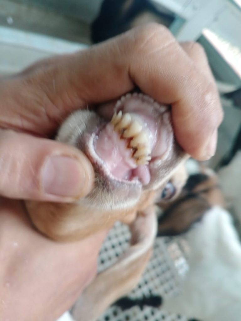 kambing belum masuk umur