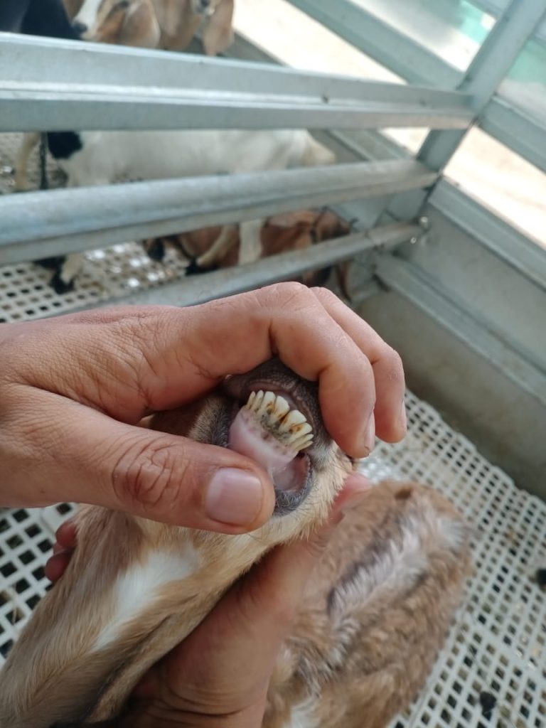 kambing belum masuk umur